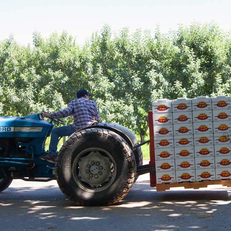 Learn more about the farmers who bring us the sweetest peaches during Peach-O-Rama at Metropolitan Market
