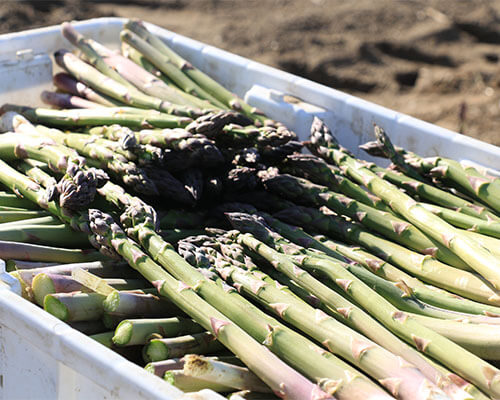 Washington Asparagus